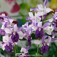 Dendrobium Indonesia Raya Blue Orchid - BS