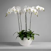 Phalaenopsis Orchids — SINGLE PLANT / SEASONAL