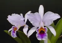 Cattleya percivaliana — Jungpflanzen