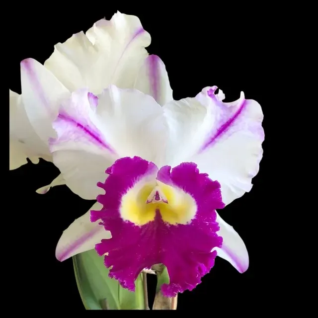 Cattleya Alliance - Rlc. Mori Akatsuka 'Kira'