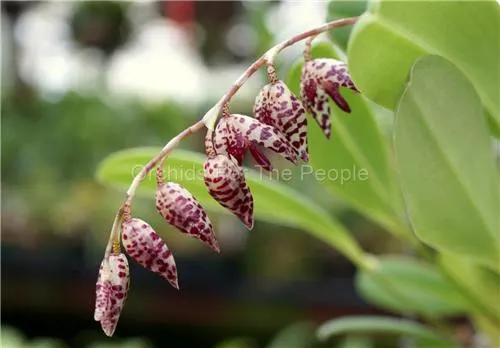 Pleurothallis restrepioides 'Dragonstone' (Pleurothallis)