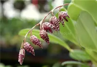Pleurothallis restrepioides 'Dragonstone'