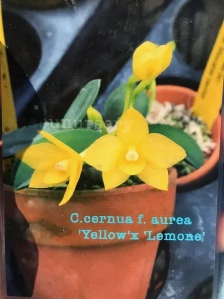Sophronitis cernua f aurea x 'Yellow'
