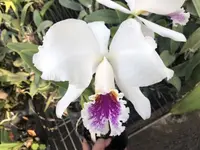 C. mossiae semi-alba x sib ('H&R' x 'Southern Cross') (C2034) (Cattleya - - mossiae ) SS