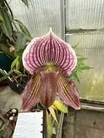 Paphiopedilum Macabre Illusion ‘Tannat’ x fairrieanum ‘Magnum’ PP2115