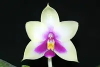 Phal. bellina (PS-VB) (Polychilos - Amboinenses - bellina )