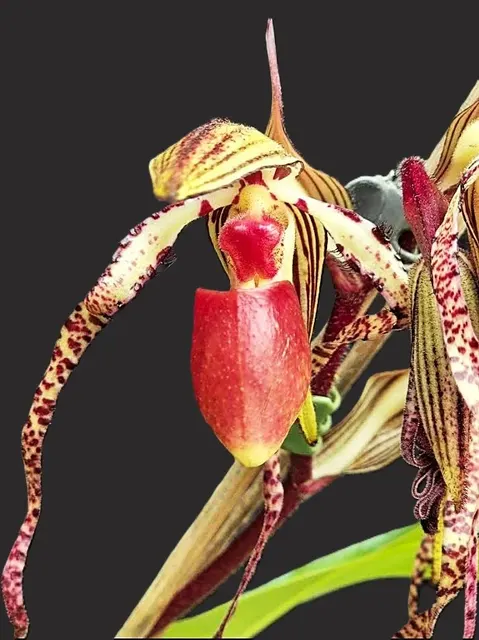 Paphiopedilum La Chaumiere