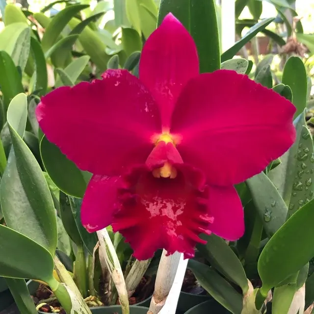 Rhyncholaeliocattleya Paradise Rose 'My Valentine' (Rhyncholaeliocattleya)