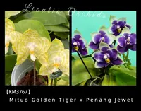 KM3767 Phalaenopsis (Mituo Golden Tiger x Penang Jewel) - Seed Grown