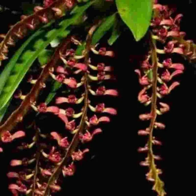 Bulbophyllum falcatum var red
