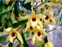 Dendrobium Jairak Chaste — No