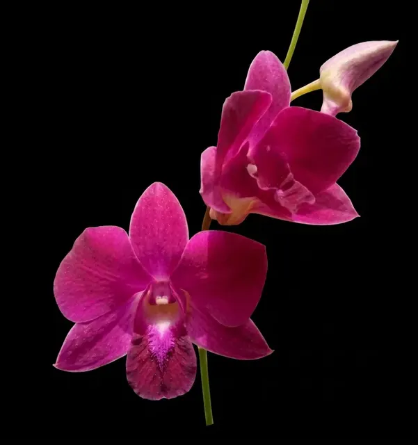 Dendrobium Red Bull (Dendrobium)