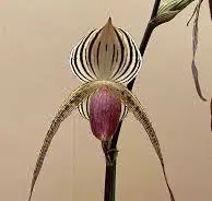 Paphiopedilum LADY ISOBEL (rothschildianum x stonei)
