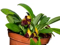 Masdevallia brachyura