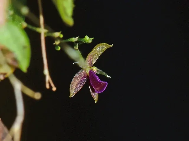 Platystele rhinocera