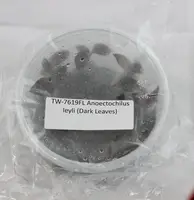 FLASK Anoectochilus leyli (Dark Leaves) Jewel Orchid