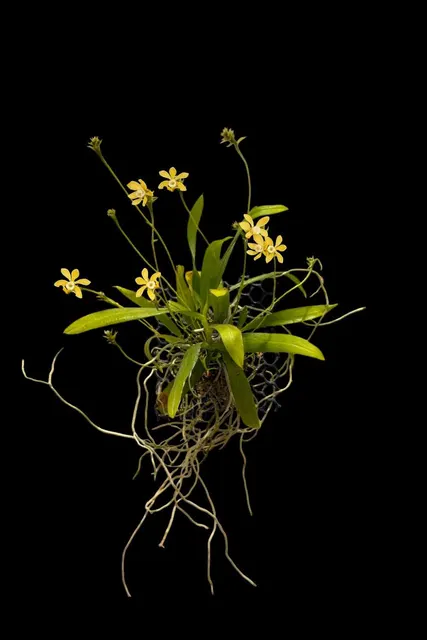 Thrixspermum hystrix (Thrixspermum)