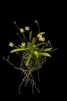 Thrixspermum hystrix