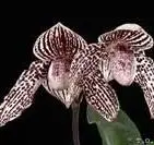 Paphiopedilum TRISTAR PEACOCK (rothschildianum x S.Gratrix)