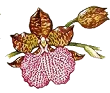 Odontoglossum uroskinneri