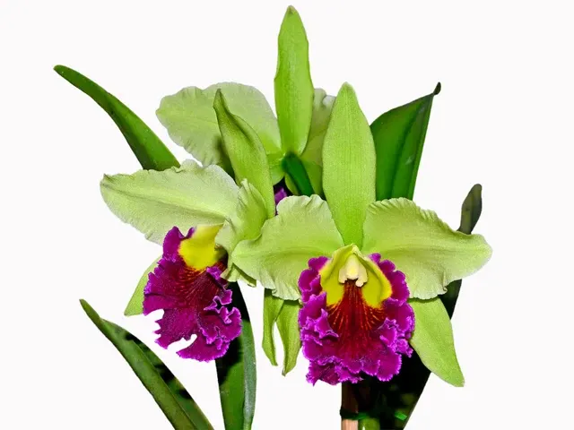 Rhyncholaeliocattleya Graf's Gala (Rhyncholaeliocattleya)