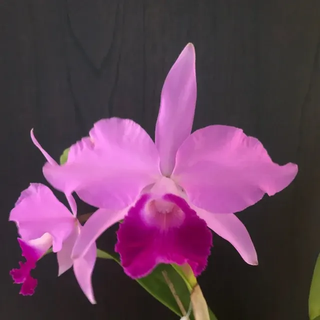 Cattleya warscewiczii var tipo x