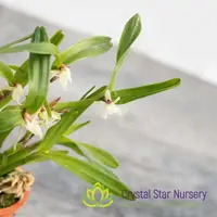 Scaphyglottis Prolifera