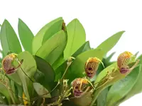 Scaphosepalum rapax