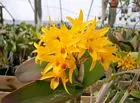 Cattleya aurantiaca 'Miami' (Cattleya)