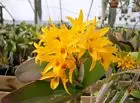Cattleya aurantiaca 'Miami' CBM/AOS - SeagroveOrchids