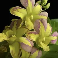 Dendrobium Nopporn Mutation