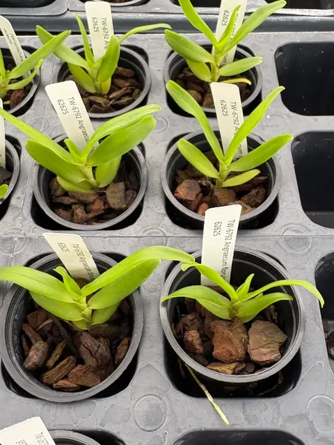 Angraecum florulentum (Angraecum)