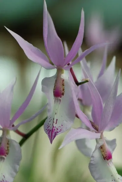 Barkeria spectabilis x (lindley x spectabilis)