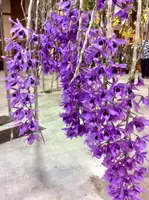 Dendrobium parishii coerulea (Dark Blue)