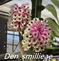 Den. smillieae x sib ('Ching Hua' x 'Hsinying') (4N Type) (DS137) ( - - smillieae )