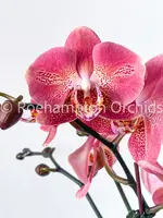 Phal. Leco Fantastic — Blooming Size (Leaf imperfections)