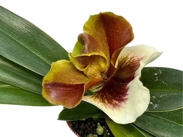 Paphiopedilum In-Charm Circle X Paph. Church Hill - Tree Ama Colder X Paphiopedilum Lippewunder