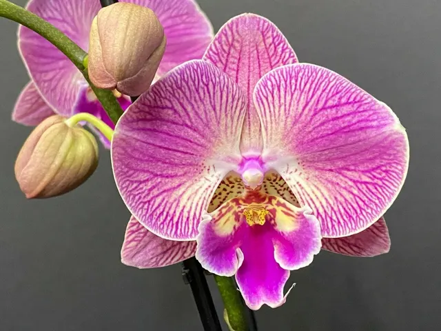 Phalaenopsis I-Hsin Peach Love