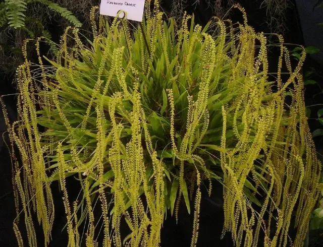 Dendrochilum filiforme (Dendrochilum)