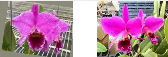 Cattleya percivaliana 'mamorada' (Cattleya)