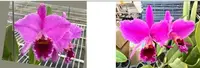 Flask - Cattleya percivaliana mamorada ( '#1" x 'Veneno' )