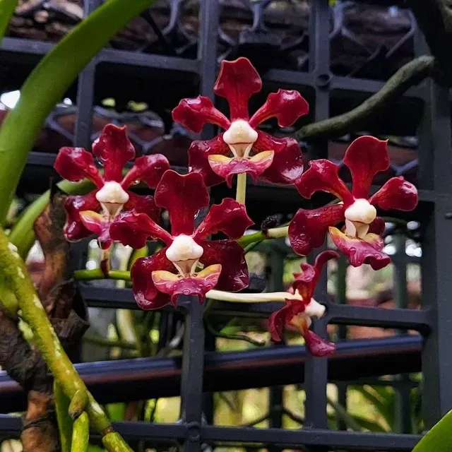 Vanda merrillii var rotorii (Vanda)