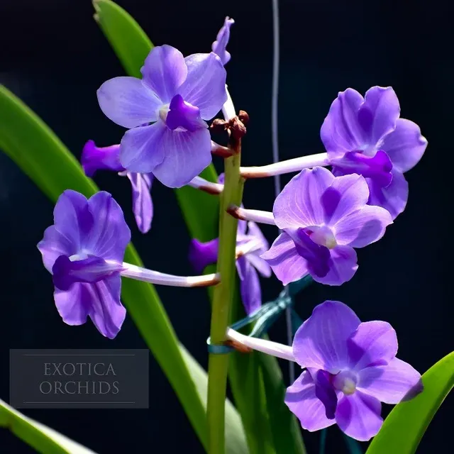 Vanda Ploenpit Blue (Vanda)