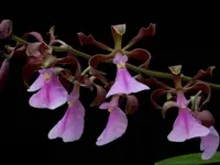 Encyclia cordigera