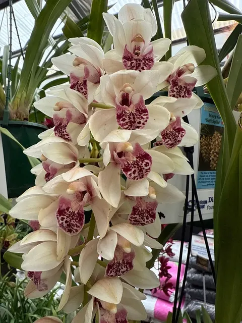 Cymbidium Mary Green 'Soft Spike' (Cymbidium)