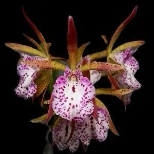 Encyvola Jairak Treasure 'Nightingale'