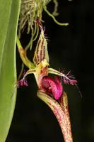 Bulbophyllum appendiculatum (putidum)