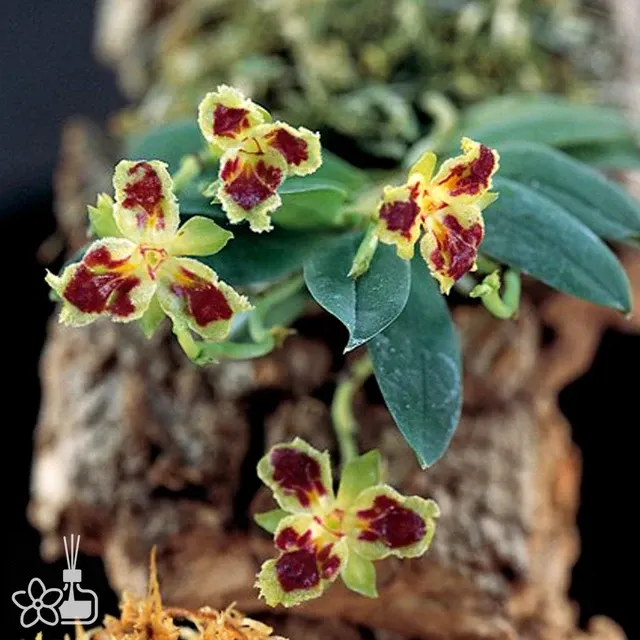 Haraella retrocalla 'Tree Lip'