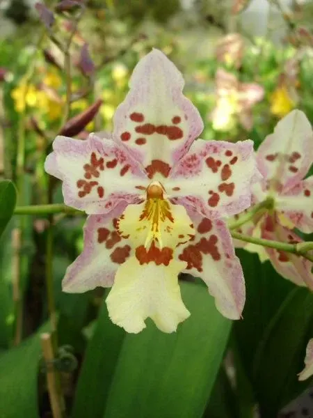 Wilsonara FRANZ WICHMANN