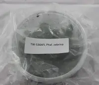 FLASK Phal. zebrina